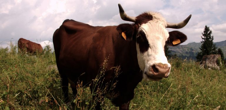 Cow standing in a field