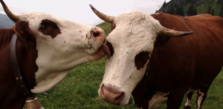 Two cows in field.