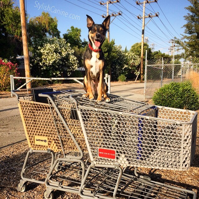 Dog on a grocery shopping cart
