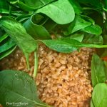 Kale pesto and farro salad with tomatoes, spinach and peas recipe (Oil Free, Vegan)