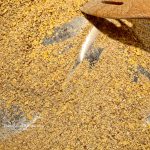 toasting the dry ingredients for the miso gravy recipe